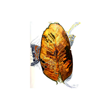 portfolio-image